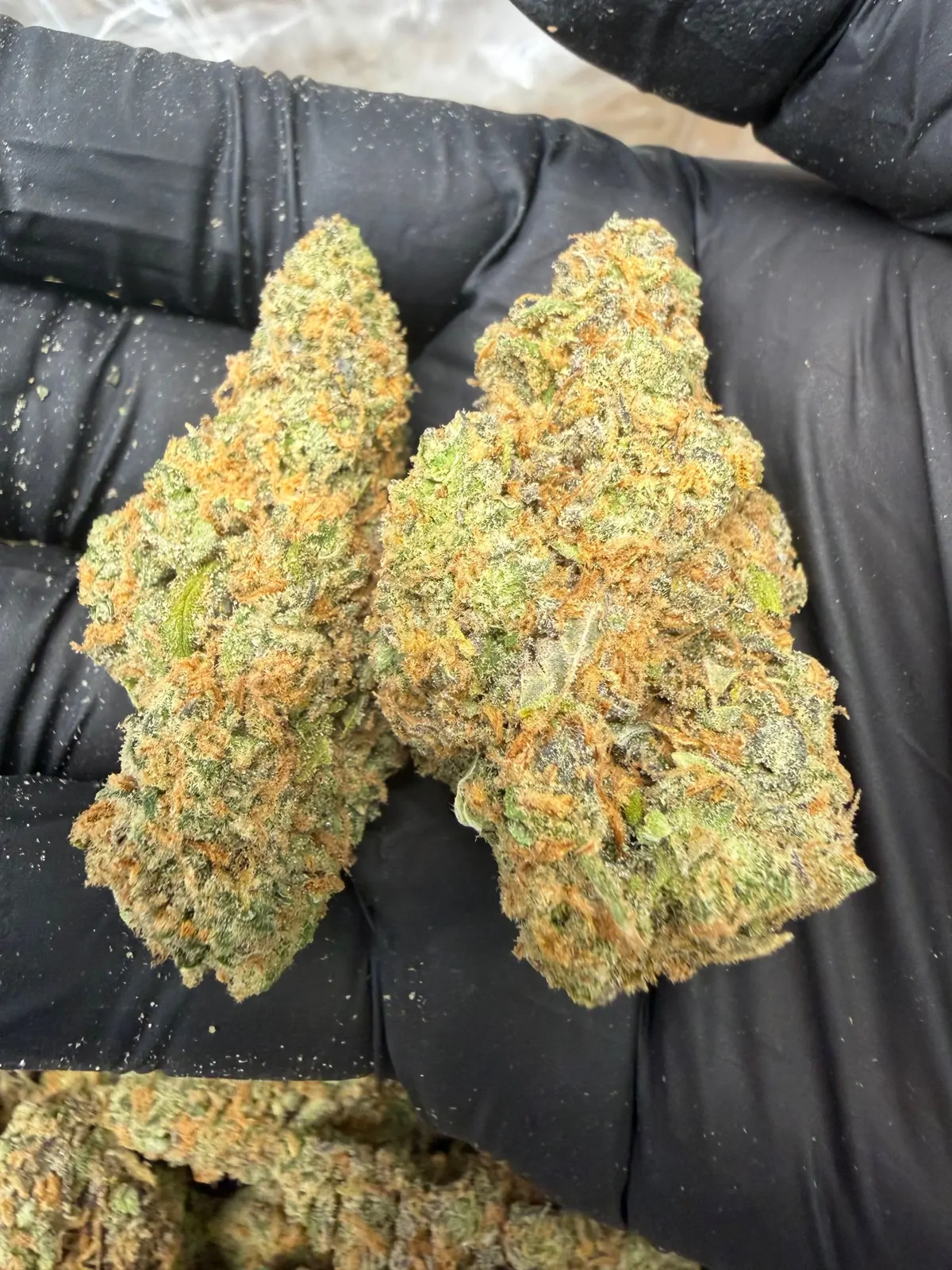 Alaskan Thunder Fuck Flower